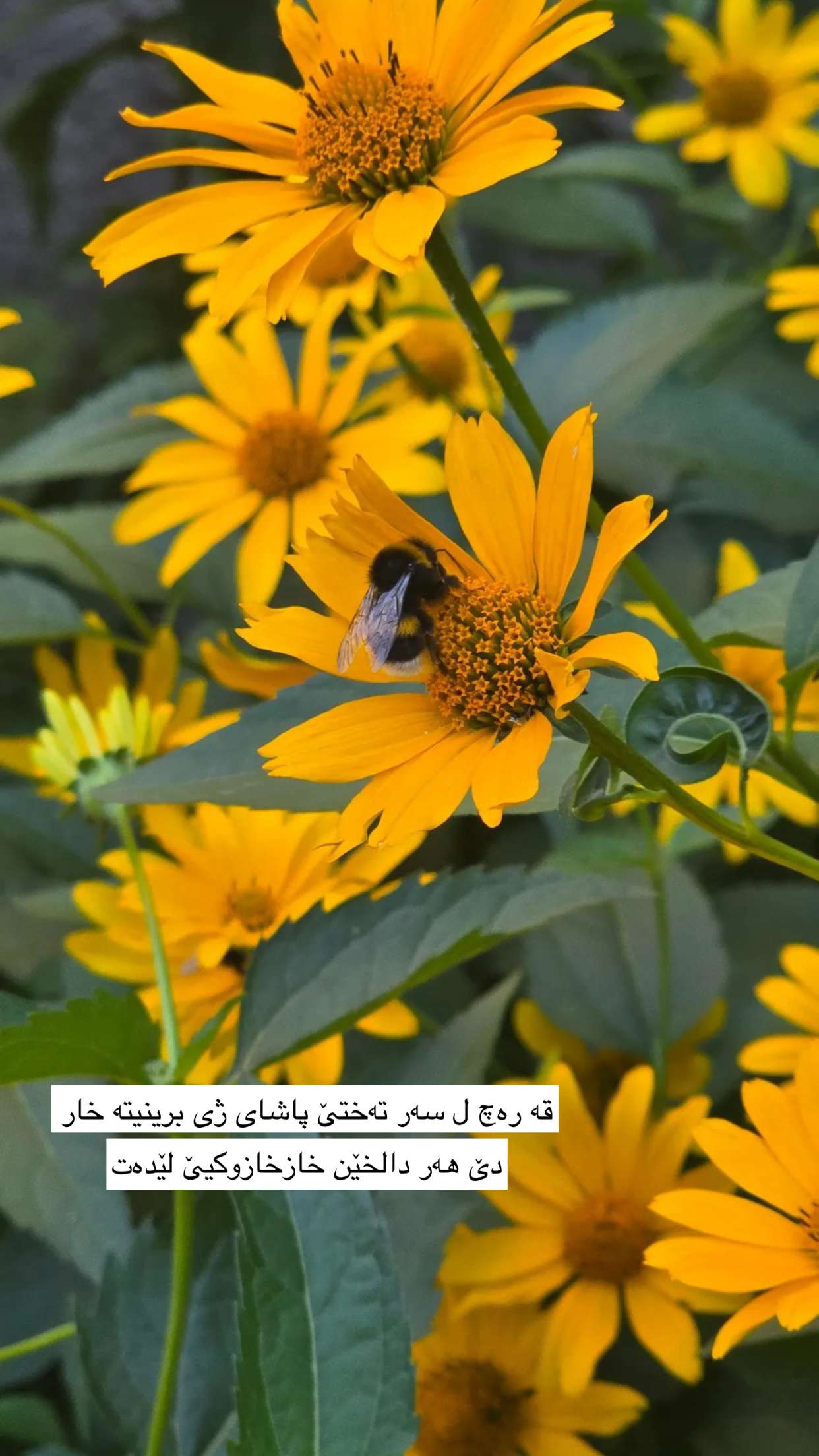 محتوى سناب شات لـ 𝒟𝓁𝓋𝒾𝓃🌼🌚