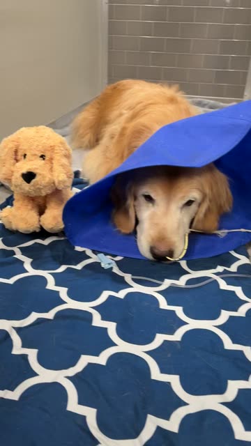 Golden Retriever Costume Videos