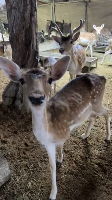 Adorable Fawn Feeding Moment in Deer Enclosure | Video by ᾰℏՊᾰᖱ