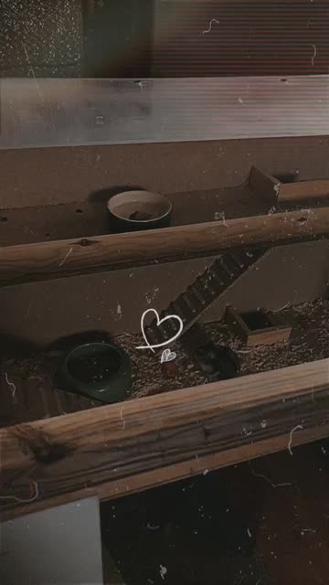 Preview for a Spotlight video that uses the KOPI Lens
