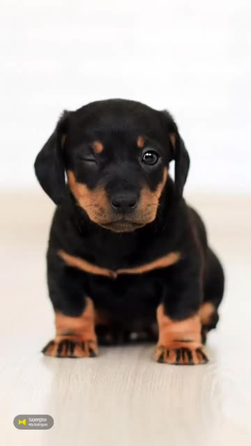 Preview for a Spotlight video that uses the Cute Doggies Lens