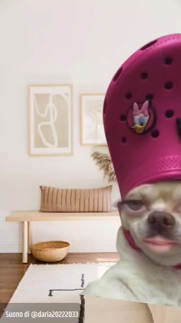 Preview for a Spotlight video that uses the Funny doggies Lens