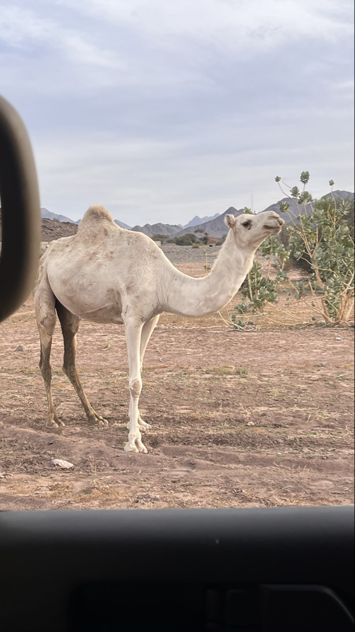 محتوى سناب شات لـ Ruba.