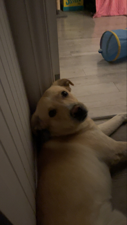 alexe-001