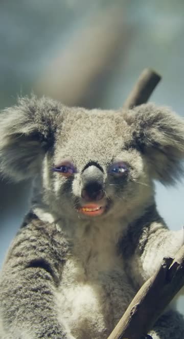 Preview for a Spotlight video that uses the Funny Koala Lens