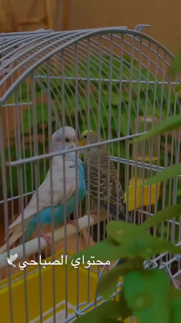 Preview for a Spotlight video that uses the Nature Lens