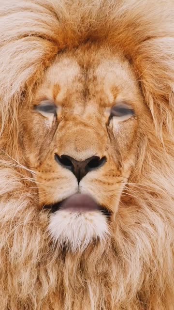 Preview for a Spotlight video that uses the Lion Lens