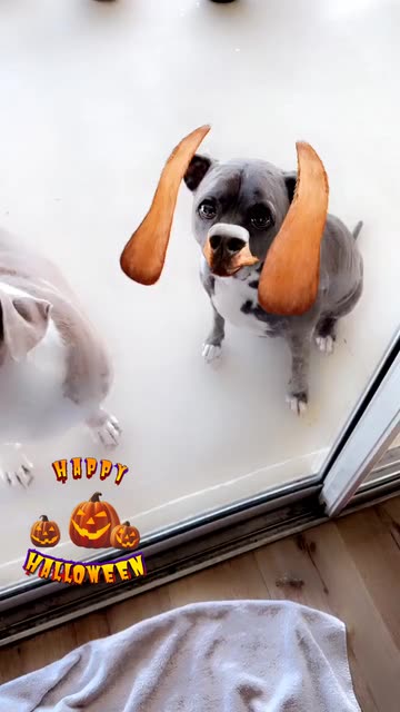 Preview for a Spotlight video that uses the Like a Dog Lens
