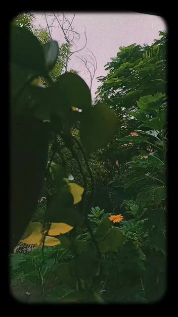 Preview for a Spotlight video that uses the Disposable Film Lens