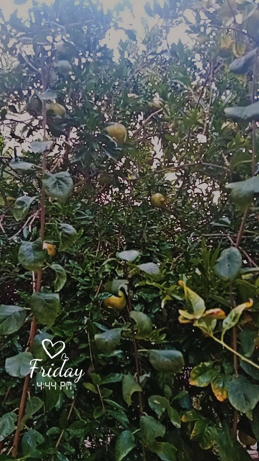 محتوى سناب شات لـ 🕊
