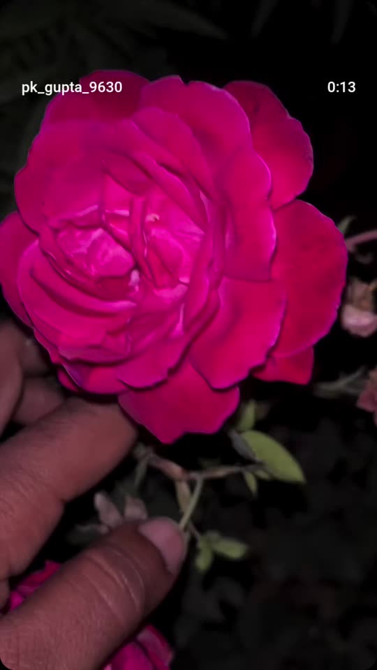 yashminsha