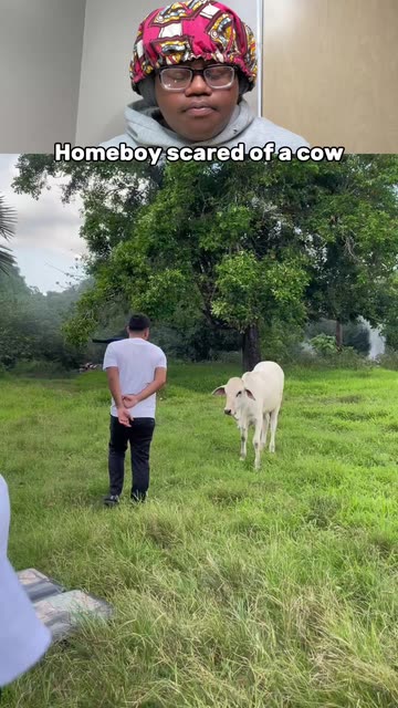Cow Reaction To Human Videos