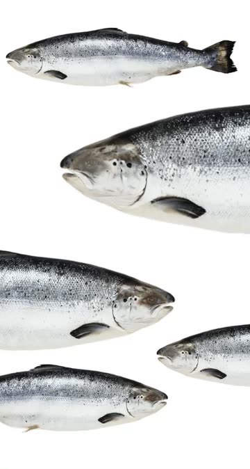 Preview for a Spotlight video that uses the Funny Salmon Lens