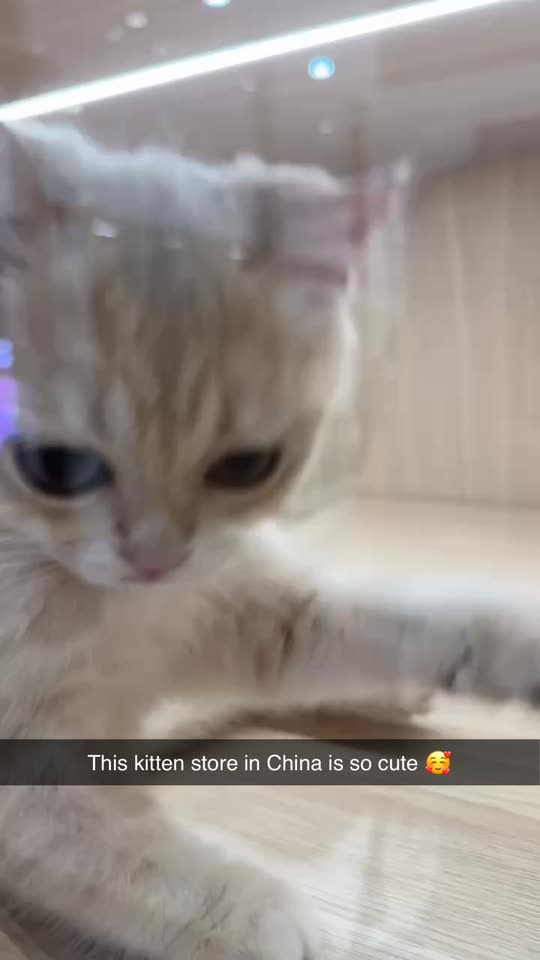 ambermezzy