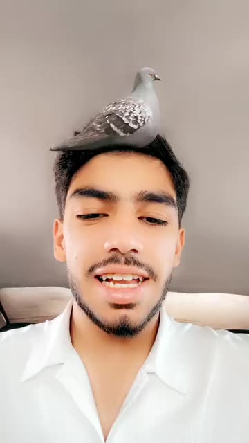 Preview for a Spotlight video that uses the Pigeon on Head Lens