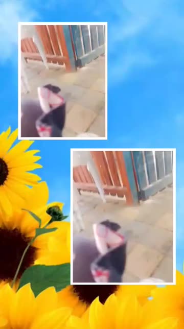 Preview for a Spotlight video that uses the Sunflowers Lens