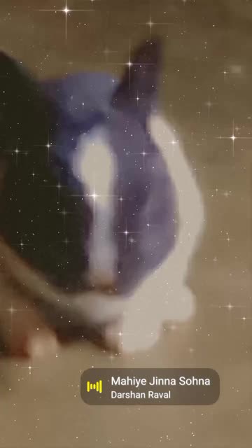 Preview for a Spotlight video that uses the Soft Stars Lens