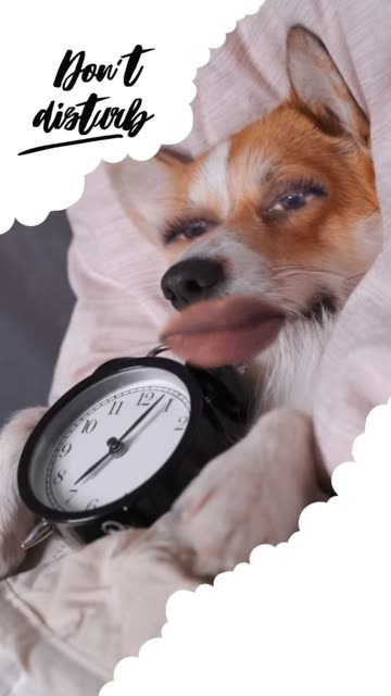 Preview for a Spotlight video that uses the Don't Disturb Lens