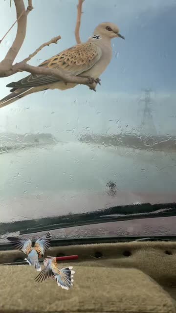 Preview for a Spotlight video that uses the dove Lens