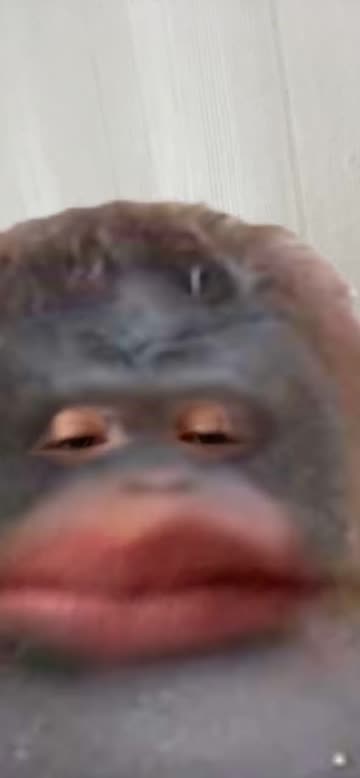 Preview for a Spotlight video that uses the uh oh - le monke Lens