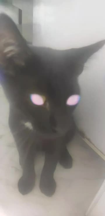 Preview for a Spotlight video that uses the Lightning cats Lens