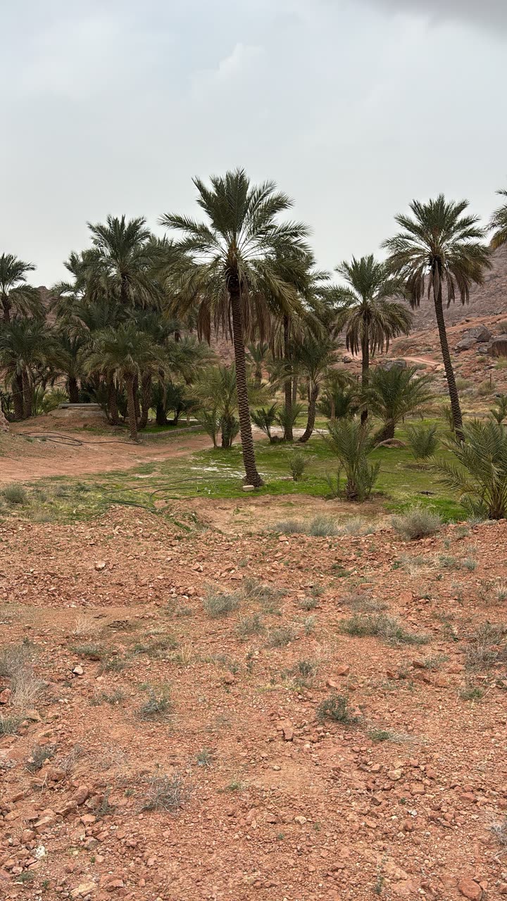 محتوى سناب شات لـ حاتم الرَقييباء .