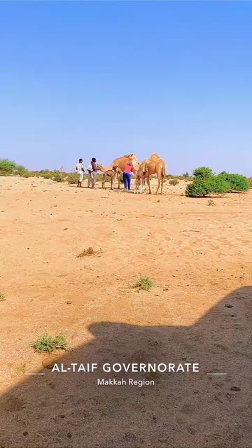 Preview for a Spotlight video that uses the view CAmeL HDR Lens