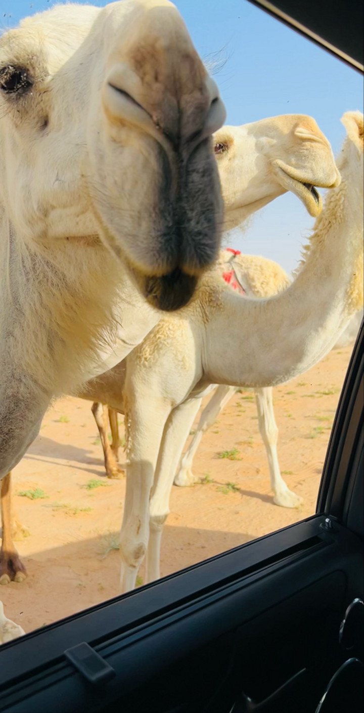 محتوى سناب شات لـ Abdulaziz Al-Moheef