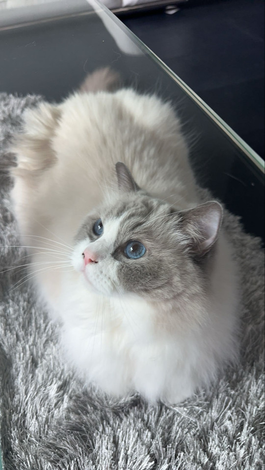 tabbylookofsky