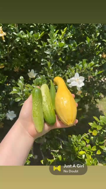Harvesting Garden Bounty: Cucumbers and Squash in the Sun