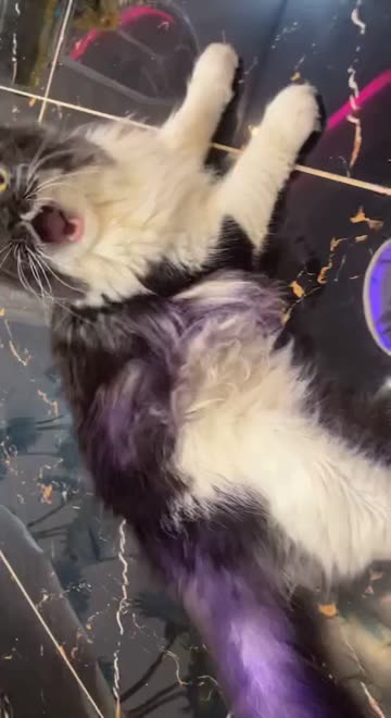 Preview for a Spotlight video that uses the Purple Ends Lens