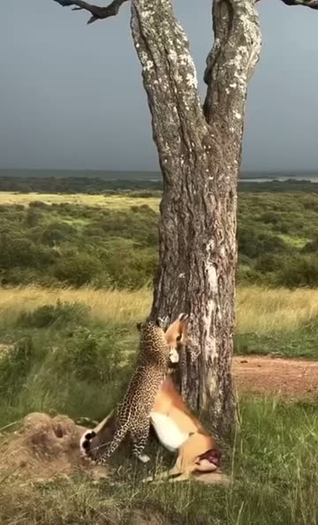 Wildlifetobe