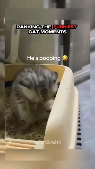 Purr Ranked