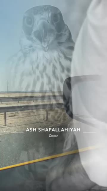 Preview for a Spotlight video that uses the Filmy Lens