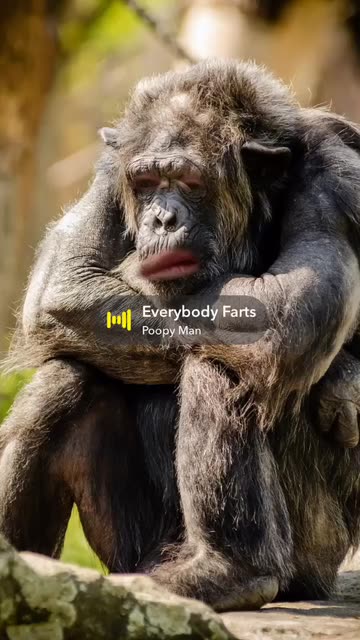 Preview for a Spotlight video that uses the Gorilla Lens