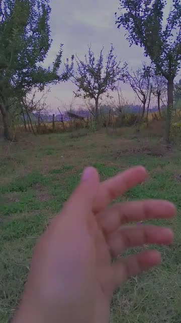 Preview for a Spotlight video that uses the Cute Cat Lens
