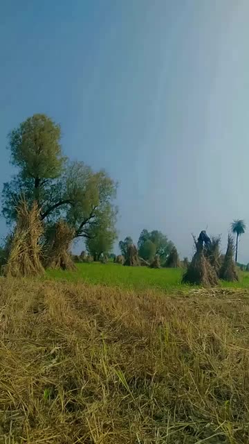 Preview for a Spotlight video that uses the green trees Lens