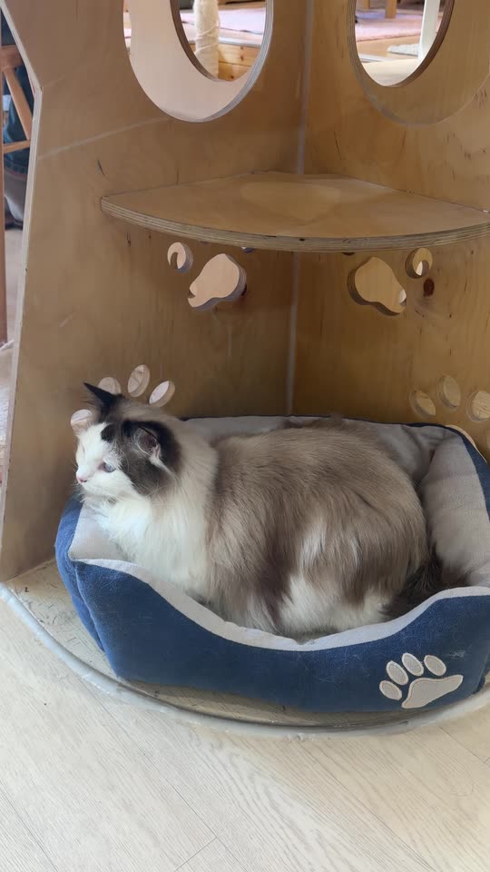 hellocathyz