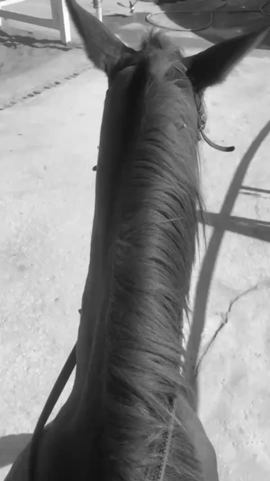 lailafarabi3