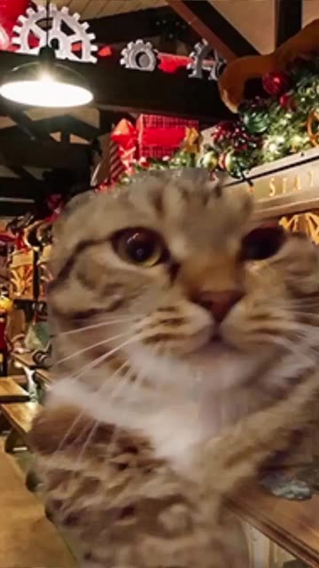 Preview for a Spotlight video that uses the Santa Claus Lens