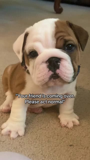 Stubby the Bulldog Puppy Meets Robot Vacuum for First Time | Video by Stubby (@stubthebulldog)