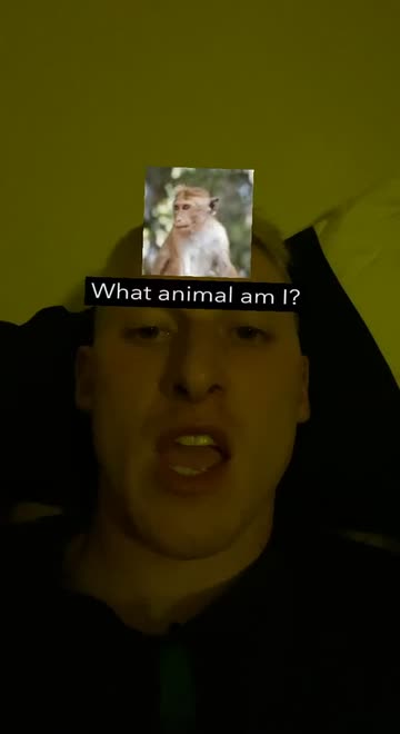 Preview for a Spotlight video that uses the What zoo animal am Lens