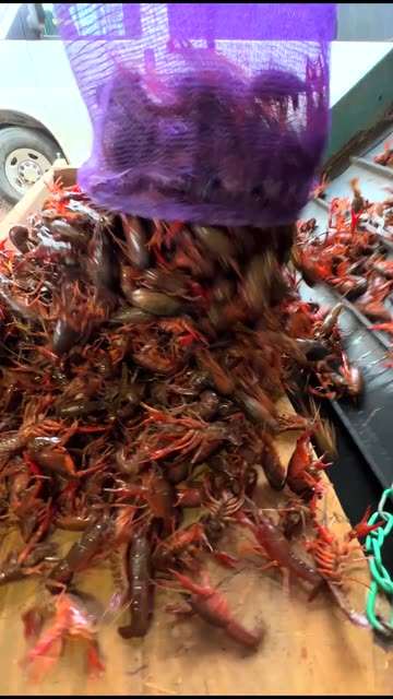 LouisianaCrawfishCo