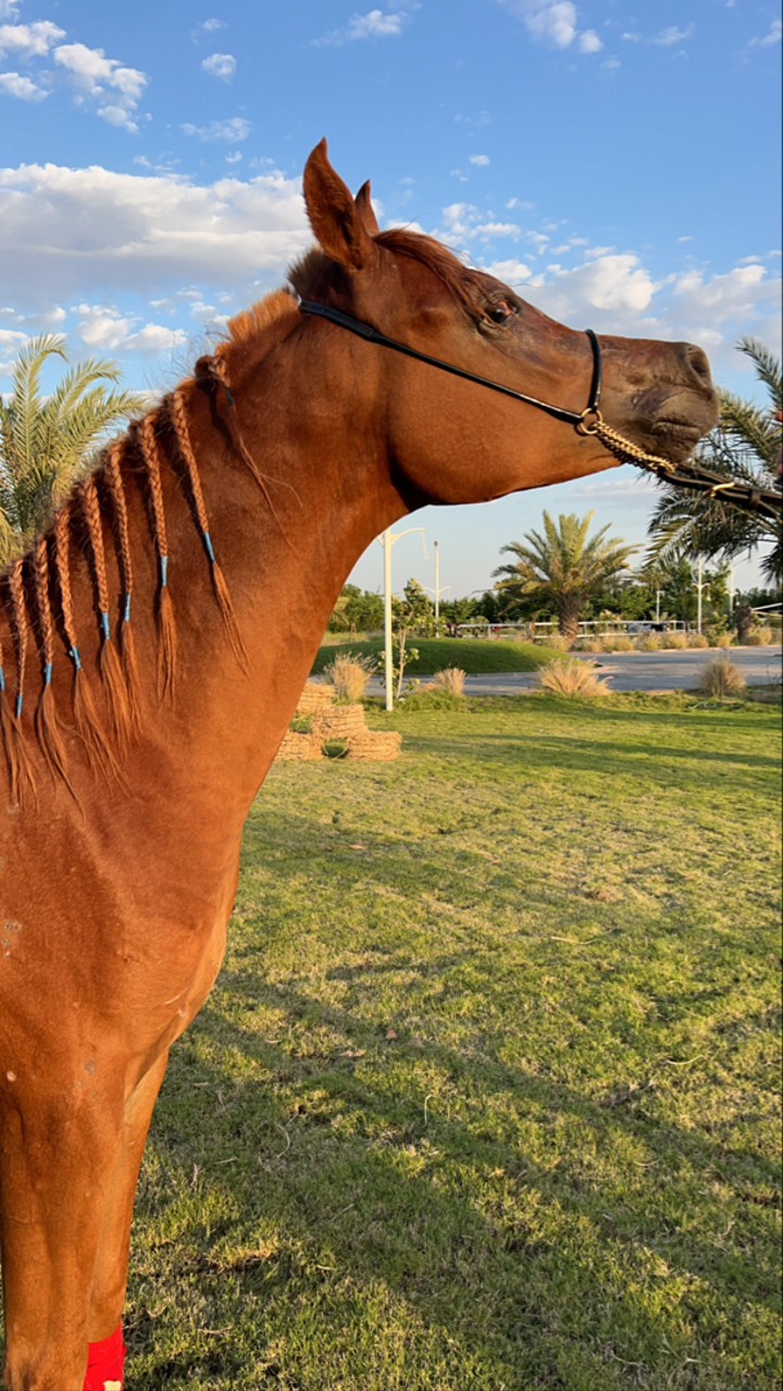 محتوى سناب شات لـ محمد المقاحطه🐎⚖️