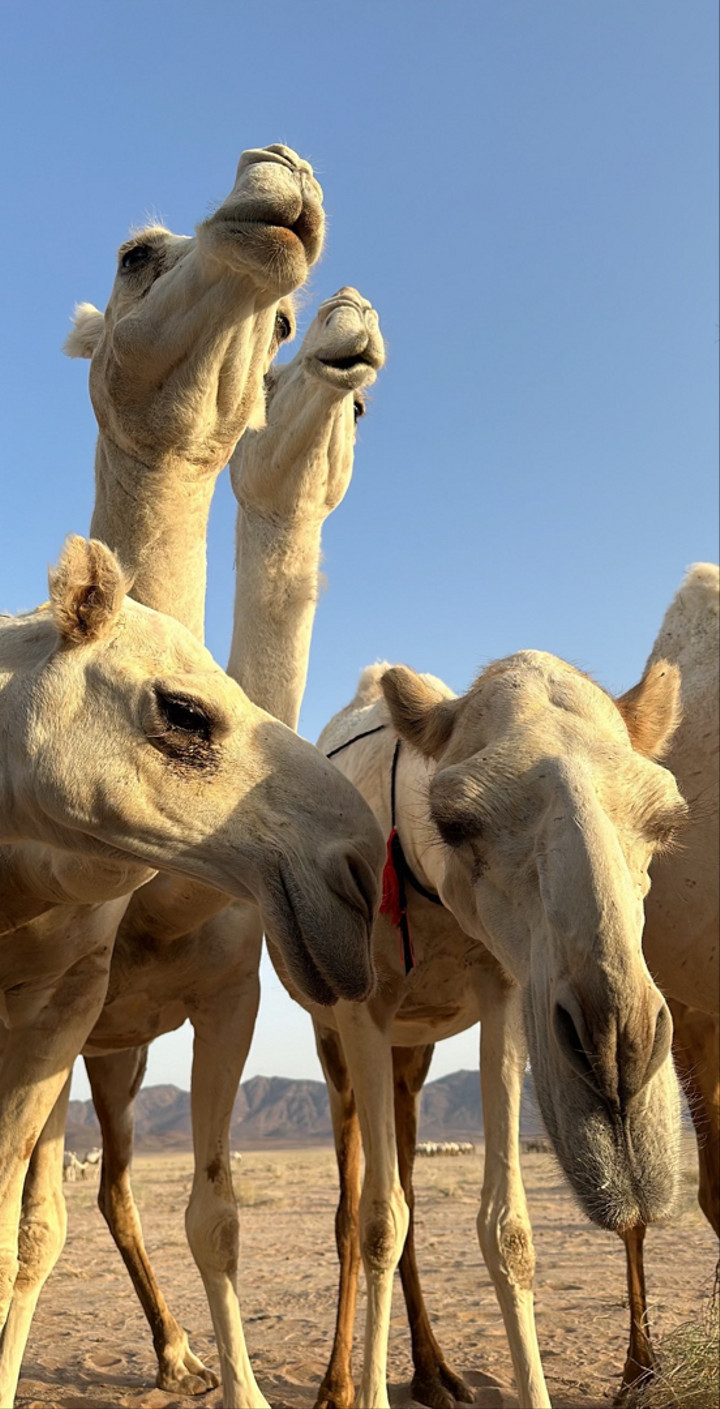 محتوى سناب شات لـ Abdulaziz Al-Moheef