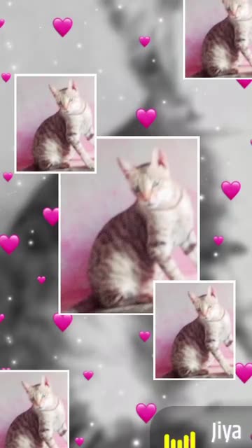 Preview for a Spotlight video that uses the Photo Frame Heart Lens