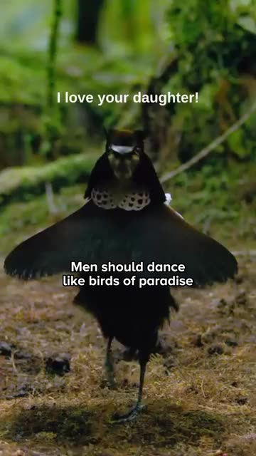 Men Should Dance Like Birds of Paradise
