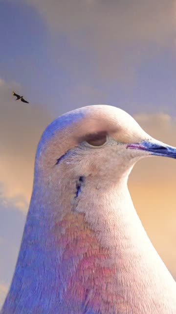 Preview for a Spotlight video that uses the Pretty Dove Face Lens