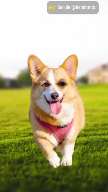 Preview for a Spotlight video that uses the Running Dog Face Lens