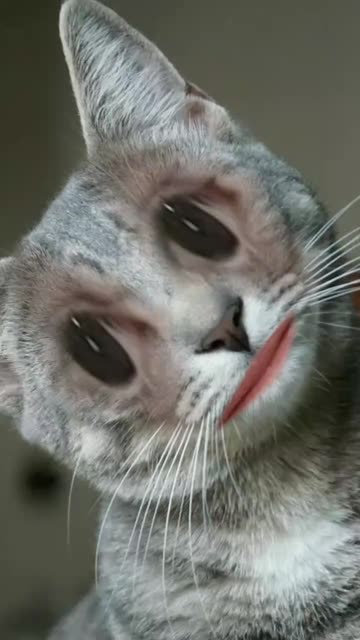 Preview for a Spotlight video that uses the Ciluk Ba Meow Lens